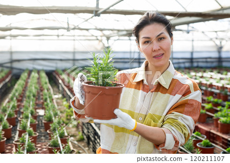Asian female owner of glasshouse growing rosemary in pots 120211107