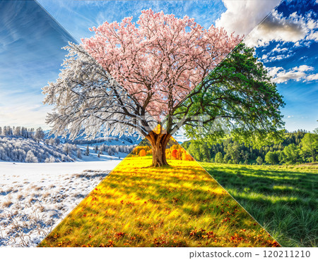 Four seasons tree. Nature during the year - spring, summer, autumn, winter Four seasons tree. Nature during the year - spring, summer, autumn, winter 120211210