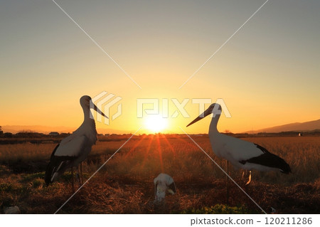 A family of paper storks illuminated by the setting sun A family of paper storks illuminated by the setting sun 120211286