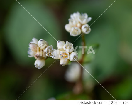 Small buckwheat flower Small buckwheat flower 120211504