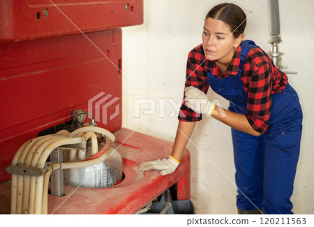 Professional milkers operating machine milking in livestock barn Professional milkers operating machine milking in livestock barn 120211563