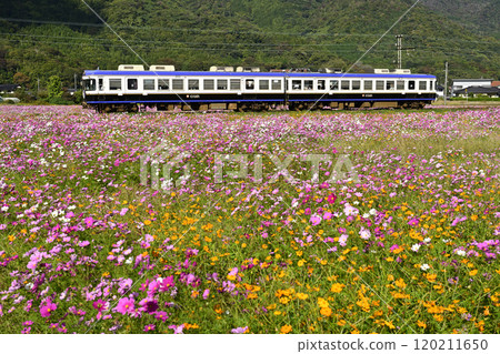 Ichibata Railway 5000 series train passing through a field of cosmos in full bloom Ichibata Railway 5000 series train passing through a field of cosmos in full bloom 120211650