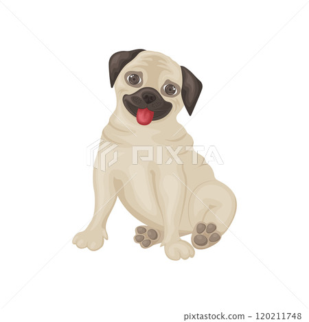 A pug. Cute pug puppy in cartoon style. The happy pug is sitting with his tongue hanging out. Vector illustration isolated on a white background 120211748