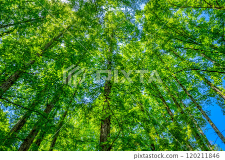 Spring Ikuta Ryokuchi: Image of fresh greenery 120211846