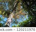 Scenery looking up at the trees 120211970