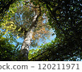 Scenery looking up at the trees 120211971