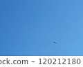 Birds flying in the blue sky 120212180