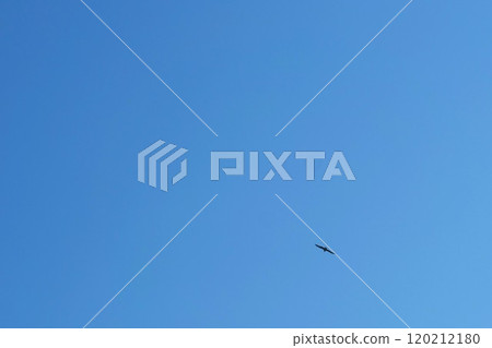 Birds flying in the blue sky 120212180