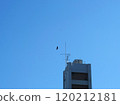 Birds flying in the blue sky 120212181