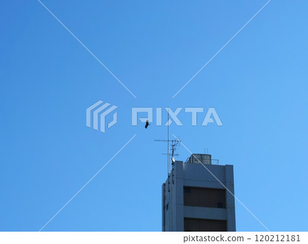 Birds flying in the blue sky 120212181