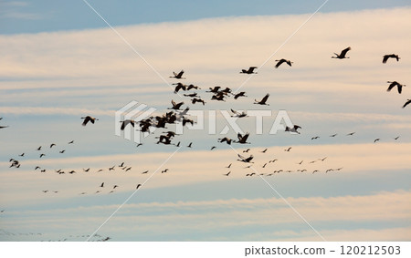 Flock of cranes flying Flock of cranes flying 120212503