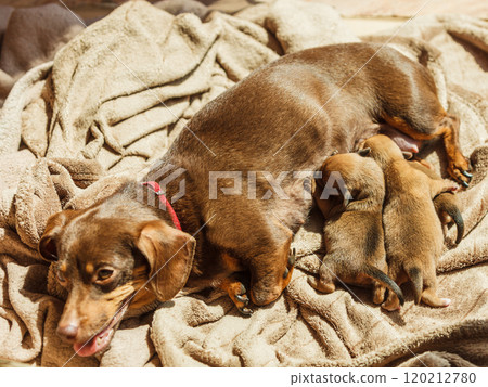 Little dachshund mom feeding puppies newborns 120212780