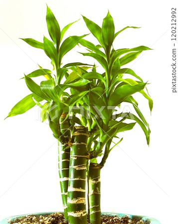 百萬竹14，一種受歡迎的觀賞植物，據說可以帶來好運 120212992