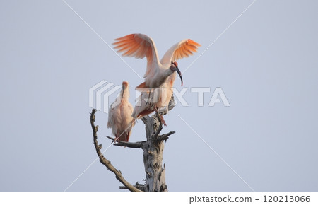 日本朱鹮從死樹上飛 日本朱鹮從死樹上飛 120213066