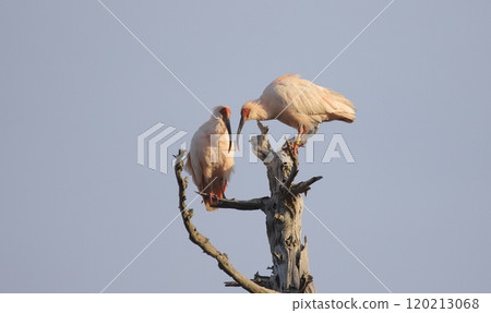 朱鷺在一棵枯樹上面對面 120213068