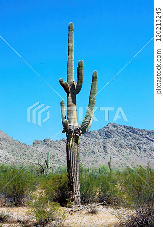 San Tan Mountains Sonora Desert Arizona On Film San Tan Mountains Sonora Desert Arizona On Film 120213245