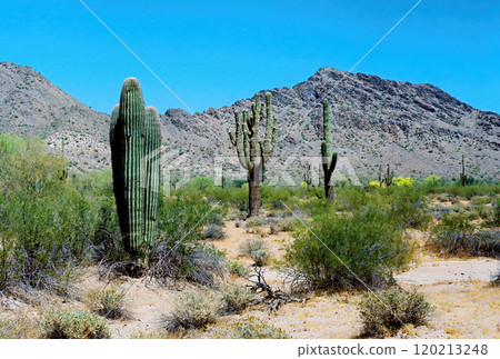 San Tan Mountains Sonora Desert Arizona On Film 120213248
