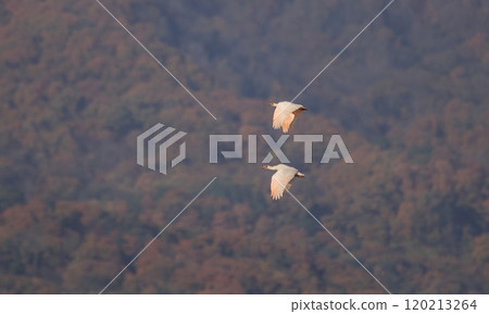Crested ibis flying against the backdrop of a mountain of autumn leaves 120213264