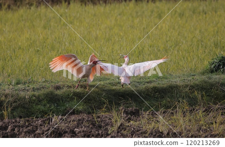 Fighting Ibises Fighting Ibises 120213269