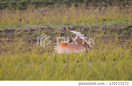 朱鹮降落在稻田上 120213272