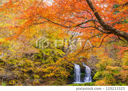 [Fujiyoshida City, Yamanashi Prefecture] Kaneyama Falls surrounded by autumn leaves 120213325