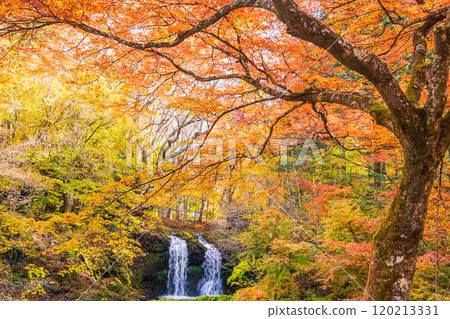 [Fujiyoshida City, Yamanashi Prefecture] Kaneyama Falls surrounded by autumn leaves 120213331