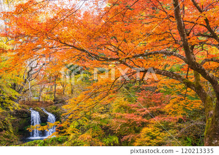 [Fujiyoshida City, Yamanashi Prefecture] Kaneyama Falls surrounded by autumn leaves 120213335