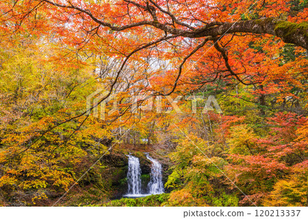 [Fujiyoshida City, Yamanashi Prefecture] Kaneyama Falls surrounded by autumn leaves 120213337