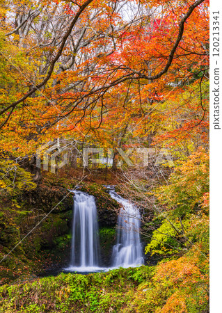 [山梨縣富士吉田市] 被紅葉包圍的金山瀑布 120213341