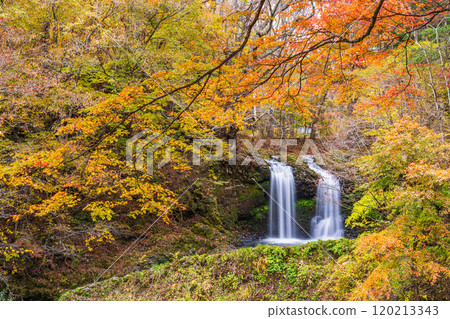 [Fujiyoshida City, Yamanashi Prefecture] Kaneyama Falls surrounded by autumn leaves 120213343