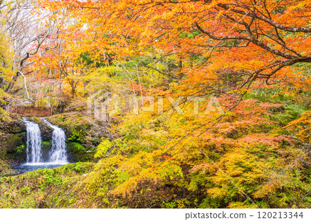 [Fujiyoshida City, Yamanashi Prefecture] Kaneyama Falls surrounded by autumn leaves 120213344