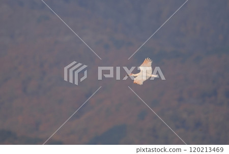 Crested ibis flying against the backdrop of a mountain of autumn leaves 120213469