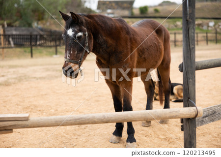 Horse waiting for horseman Horse waiting for horseman 120213495