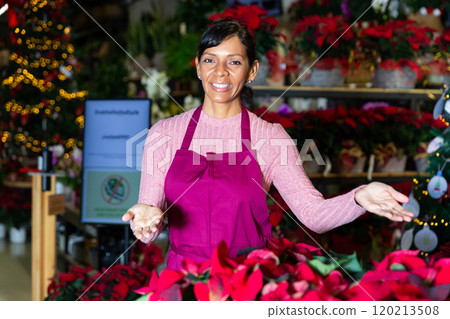 Flower shop employee offers Poinsettias pulcherrima flowering pot plants for sale 120213508