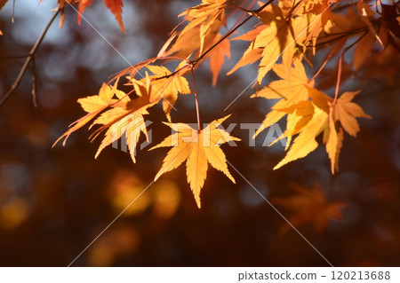 改變葉子的Momiji 120213688