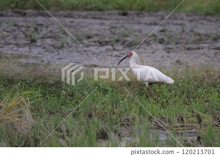 Toki walking through rice fields 120213701
