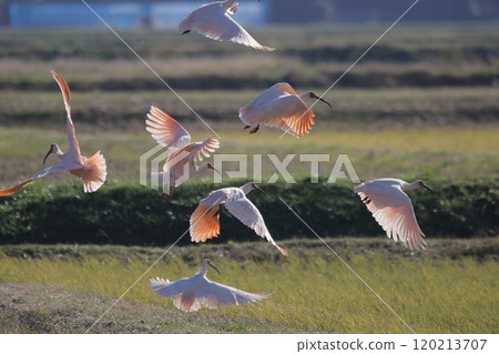 朱鹮一下子飛離了稻田 120213707