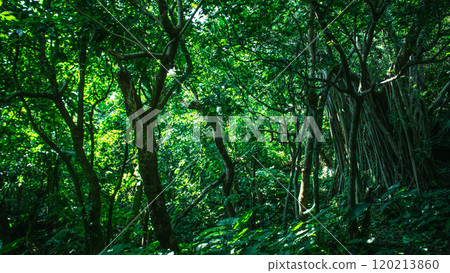 Deep Forest of Okinawa Deep Forest of Okinawa 120213860