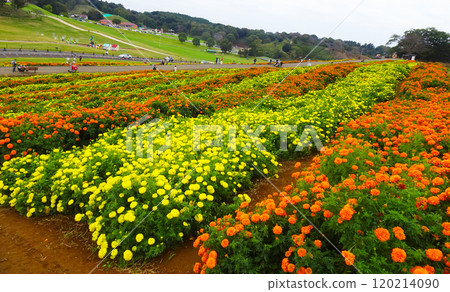 Marigold Hill at Tokyo German Village (Sodegaura City, Chiba Prefecture) 120214090