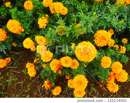 萬壽菊花 萬壽菊花 120214091