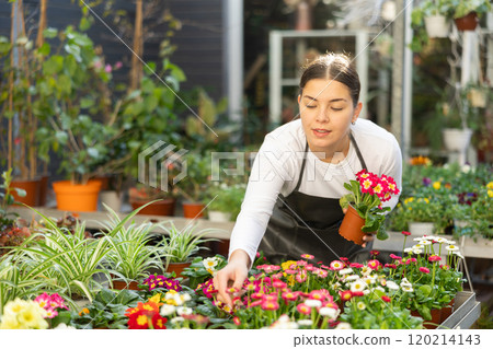 woman worker examines primrose petals 120214143