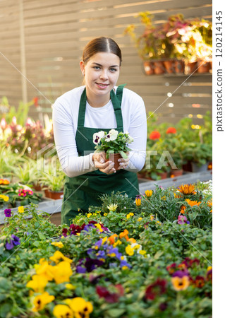 woman worker examines pansies petals 120214145