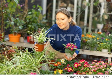 Gardener woman holding potted viola and spider plant in container garden Gardener woman holding potted viola and spider plant in container garden 120214146
