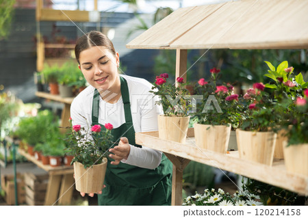 Gardener woman holding potted rose in container garden 120214158