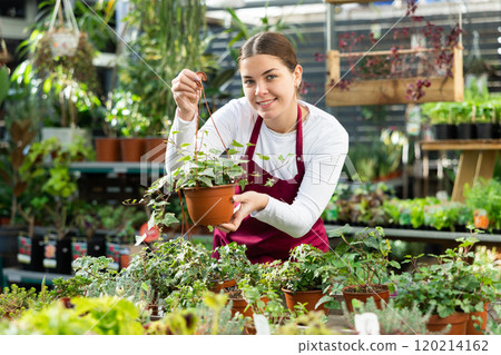 in flower shop, girl worker examines pots with ivy bushes 120214162