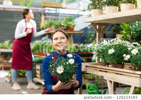 employee of flower exhibition center checks pots of daisies employee of flower exhibition center checks pots of daisies 120214165
