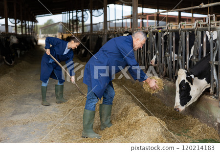 Farmer feeding cows with hay 120214183