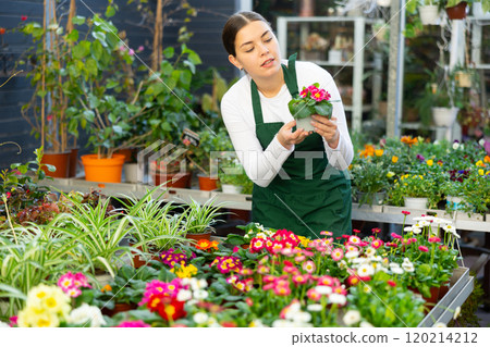 woman worker examines primrose petals woman worker examines primrose petals 120214212