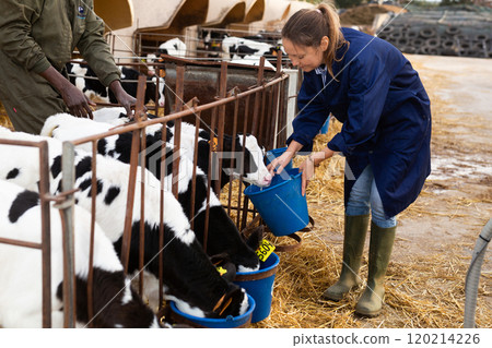 Female farmer watering little calves from buckets in open stall Female farmer watering little calves from buckets in open stall 120214226