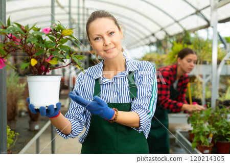 Portrait of woman florist while gardening with Guinea Impatiens in greenhouse Portrait of woman florist while gardening with Guinea Impatiens in greenhouse 120214305
